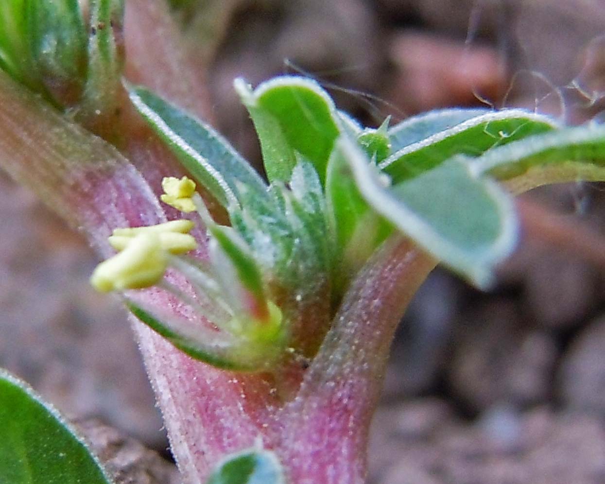 Matt Lavin (https://www.flickr.com/photos/plant_diversity/5132556211)